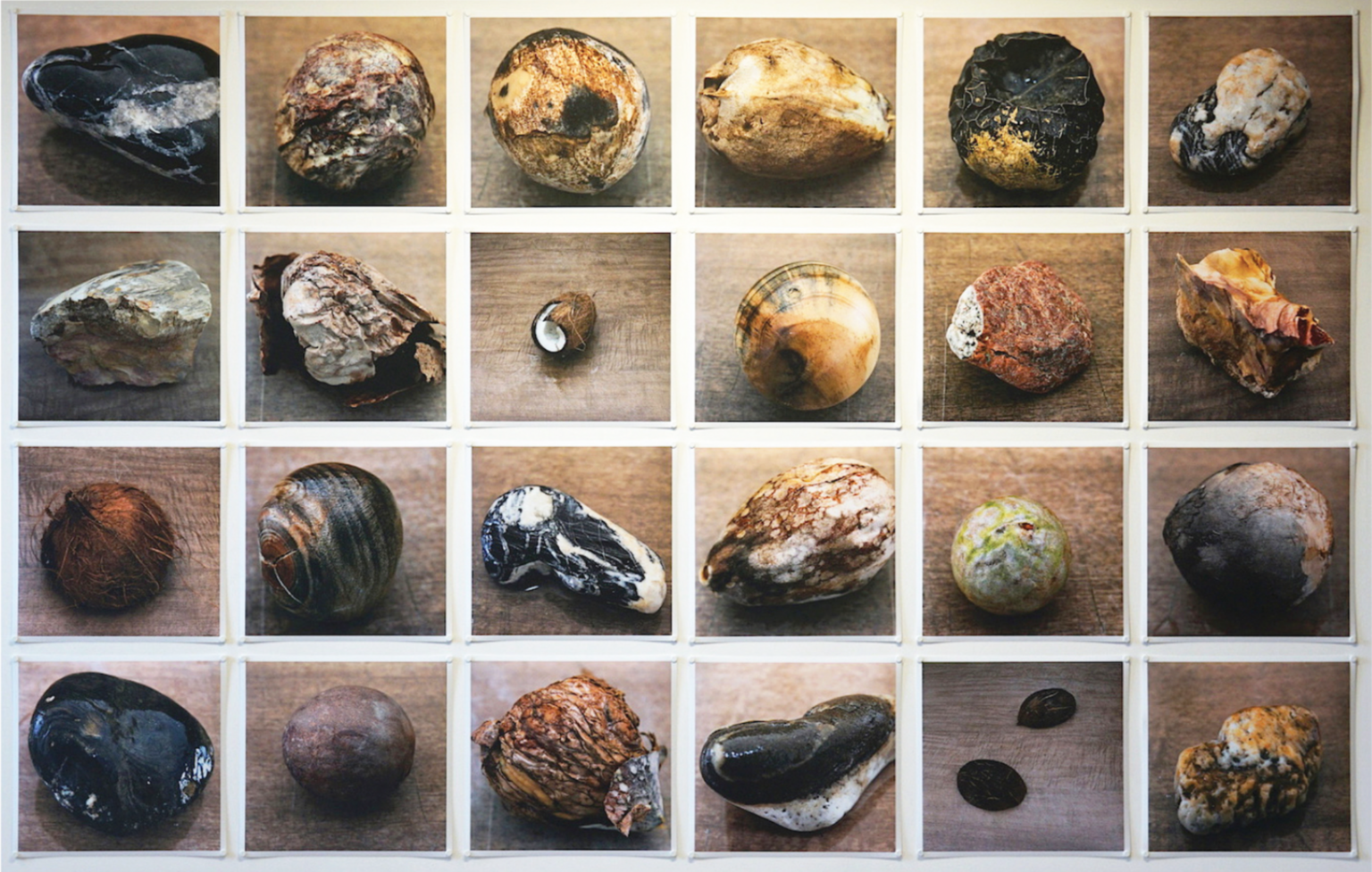 LS. Algunas ostras cuecen vítreas rocas.png